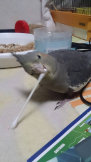 ゆみきちょ