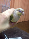ともっちハル