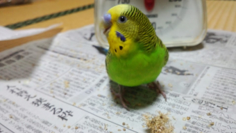 鳥の健康 えさ セキセイインコに与える野菜について とりっち インコなど鳥の日本最大級sns