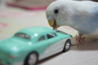 鳥の飼い方 生活 インコのアスレチックを作りたいのですが とりっち インコなど鳥の日本最大級sns