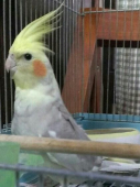 おおちゃん