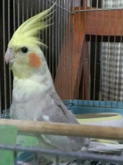 おおちゃん