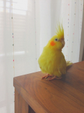ぺこちゃん