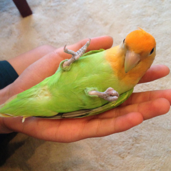 鳥の健康 えさ オカメインコ幼鳥の爪が紫です とりっち インコなど鳥の日本最大級sns