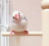 なつめら
