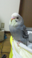 きゅー★゜