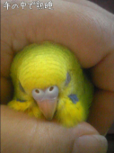 よーな