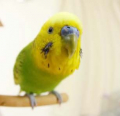ごえちゃん