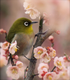 ひなひな