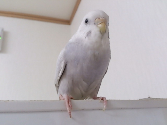 戻し 吐き セキセイ インコ