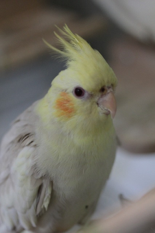 鳥の飼い方 生活 粟穂しか食べず困っています どうしたら食べてくれるの とりっち インコなど鳥の日本最大級sns