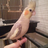 インコの止まり木