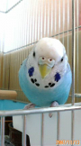 ちびぷり