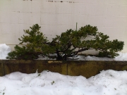この木が、雪に埋もれていました。