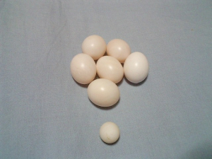 コニュア卵セキセイ卵の対比。