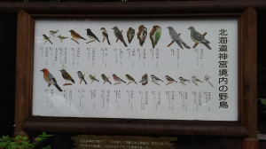 北海道神宮でよく見られる野鳥です。