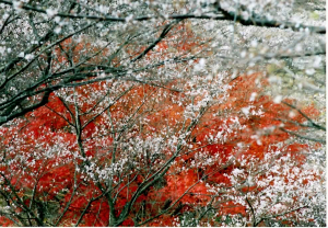 小原村の紅葉と桜