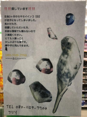 【迷子】 【探してます】 【迷い鳥】 セキセイインコ 白（黒/青）