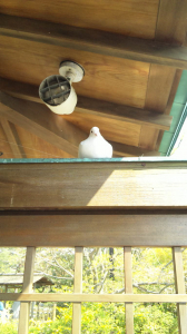 鎌倉の幸せの白い鳩