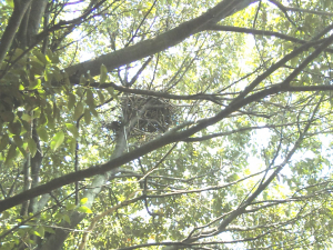 ルナと見つけたカラスの巣