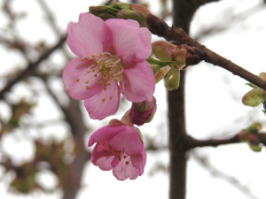 河津桜、満開までまだかかりそうです