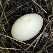 卵拡大