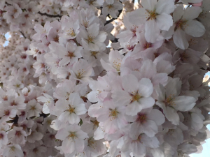 家の近所の桜でお花見しました(笑)