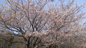 ちょっと時期が遅いけど、四月の桜です。