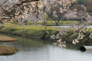 桜も場所により満開　等間隔で並ぶサギ達