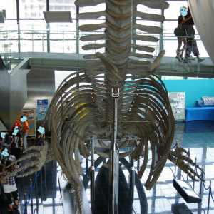 これはシロナガスクジラの骨標本