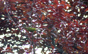 赤い葉の中の緑のメジロ