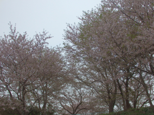 葉桜になりかけ（四日前）