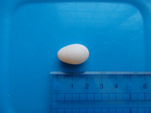 昨年４個目の卵です。細長すぎ…