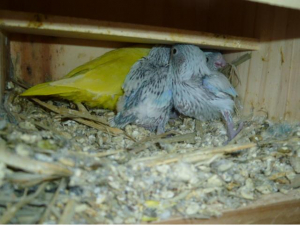 巣箱の中に3羽残っています