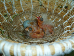 3羽の雛が孵っています