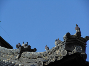 香川　道隆寺の大師堂の鳩　