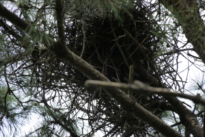 カワウの巣