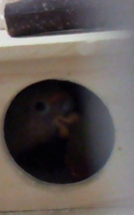 巣箱から顔を見せる雛です