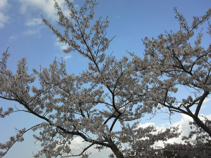 標高600ｍにはまだ桜が！