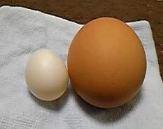 コガネ卵と鶏卵♪