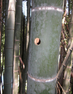 立竹に穴を開けてみました。