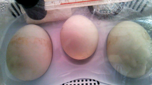 左が中止卵、真ん中と右は孵化。