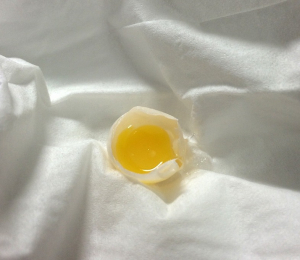 4個目の卵。白いのは胚でしょうか。