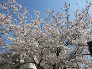 散歩コースの桜満開