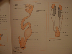 雌鳥の生殖管、雄鳥の泌尿器系
