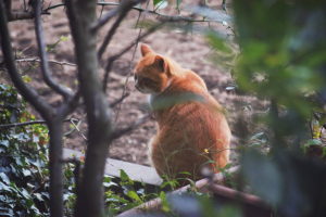 庭の外にいた野良猫のチャトラン