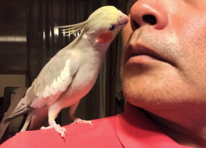 Popoが鼻毛を引っ張る