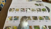 この写真は長女ボタンTSUBASAの鳥どりカレンダー応募掲載での一コマ