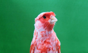 Red canary