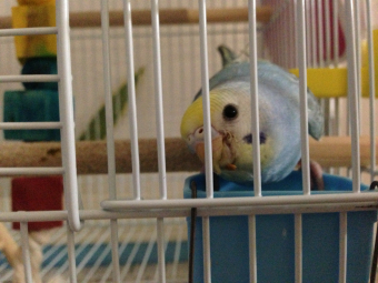 Sweet Parrot Wakaba